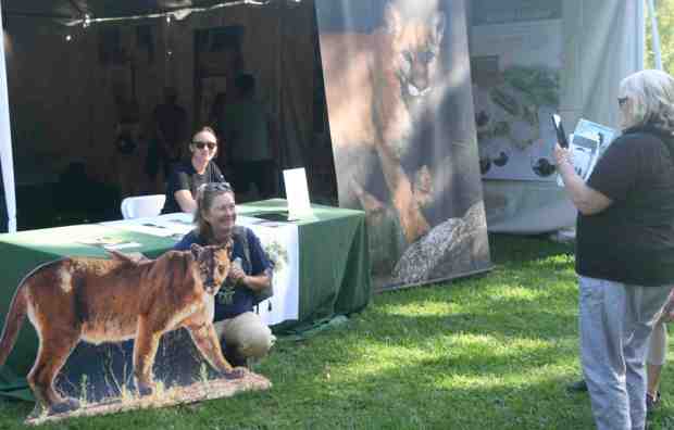 Exploits of P-22 live on at fest in Griffith Park, former home of ‘Hollywood Cat’