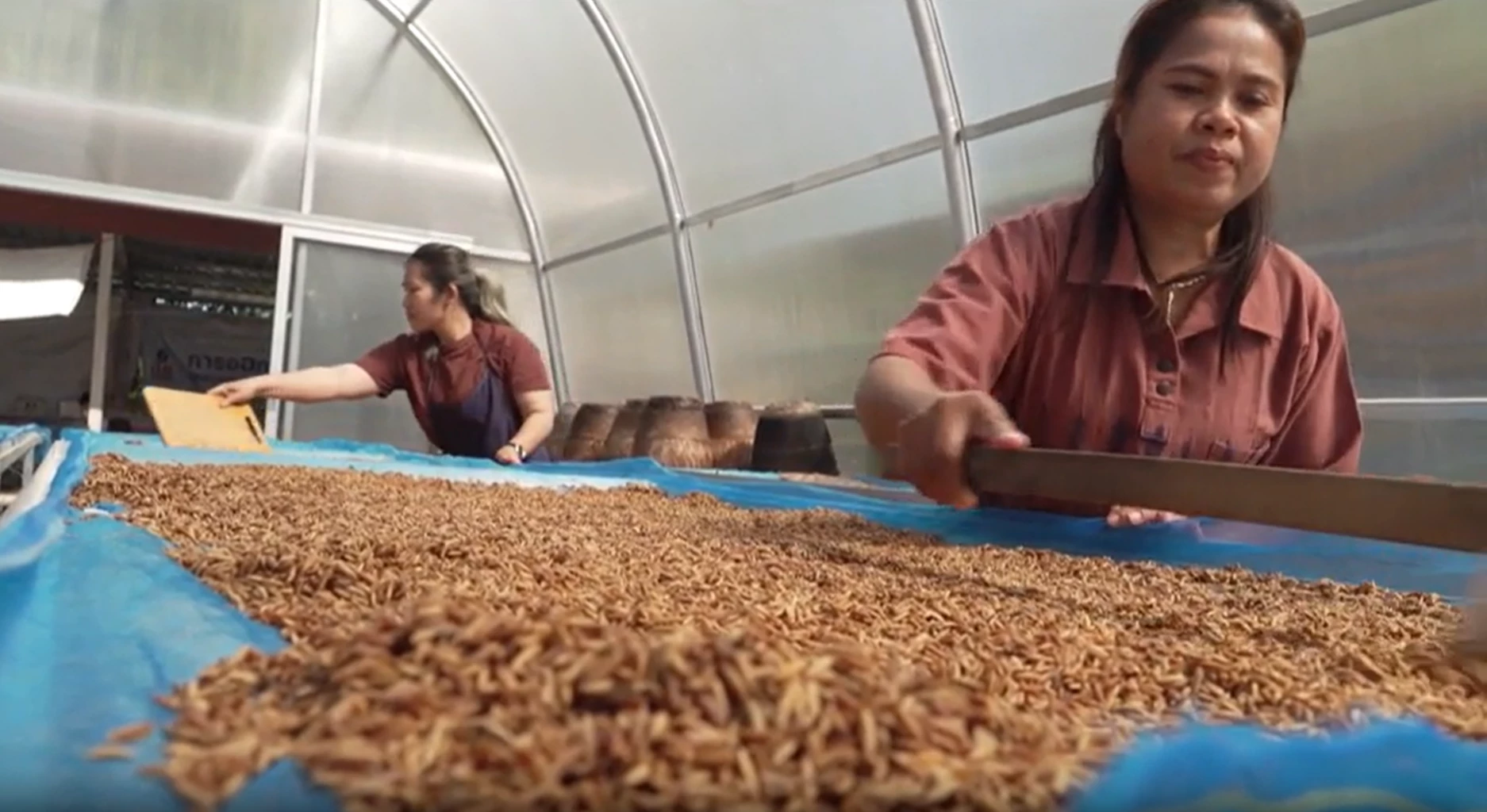 FAO ฝึกวิสาหกิจชุมชนใช้เทคโนโลยีลดการสูญเสียอาหาร