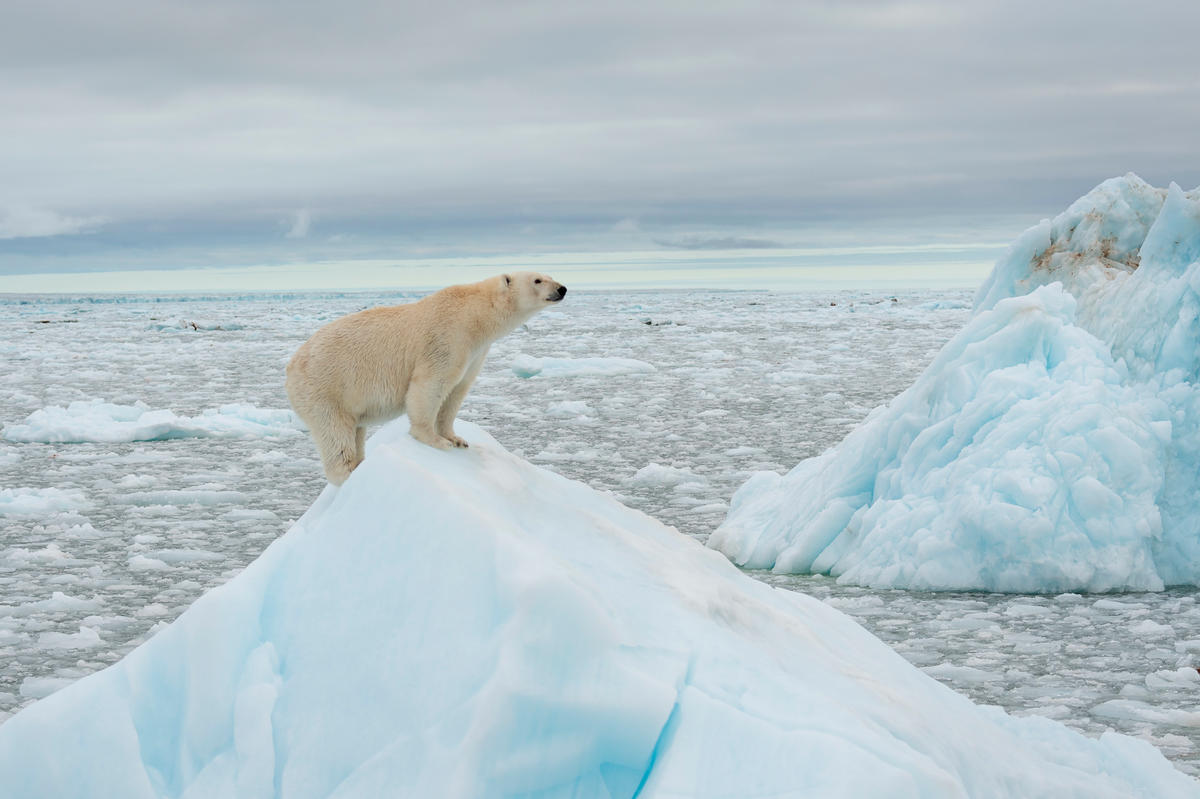 Tech tools in the polar bear conservation toolbox