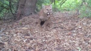 Conservation group challenging mountain lion hunting law, argue animals could go extinct