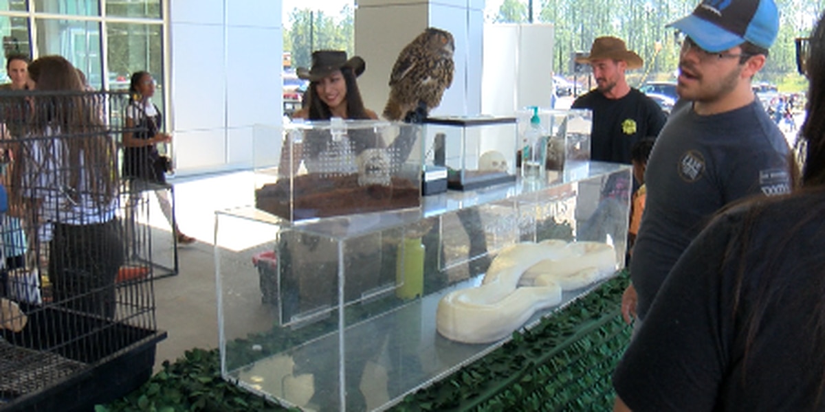 Exotic animals help Hub City car dealer celebrate grand opening