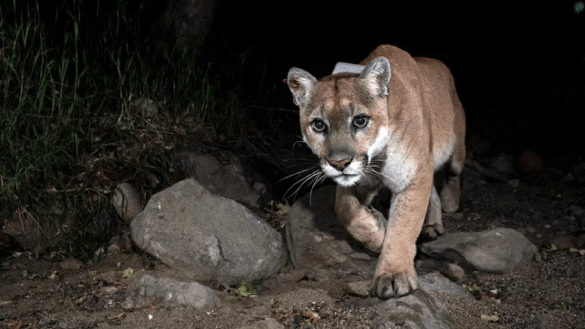 Free, furry, and fun: Celebrate urban wildlife at the ‘P-22 Day Festival’