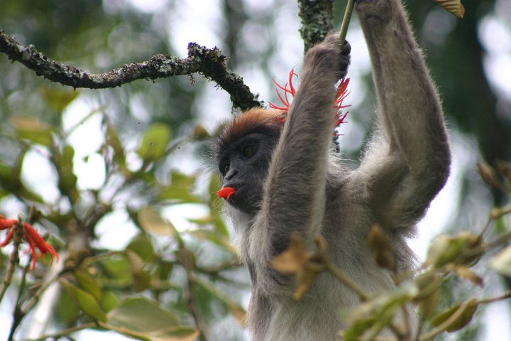 WashU team to study virus transmission, human-wildlife interaction – The Source – Washington University in St. Louis