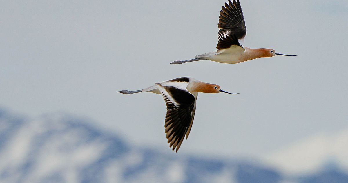 Clarissa Casper: Bird conservation starts with individual engagement