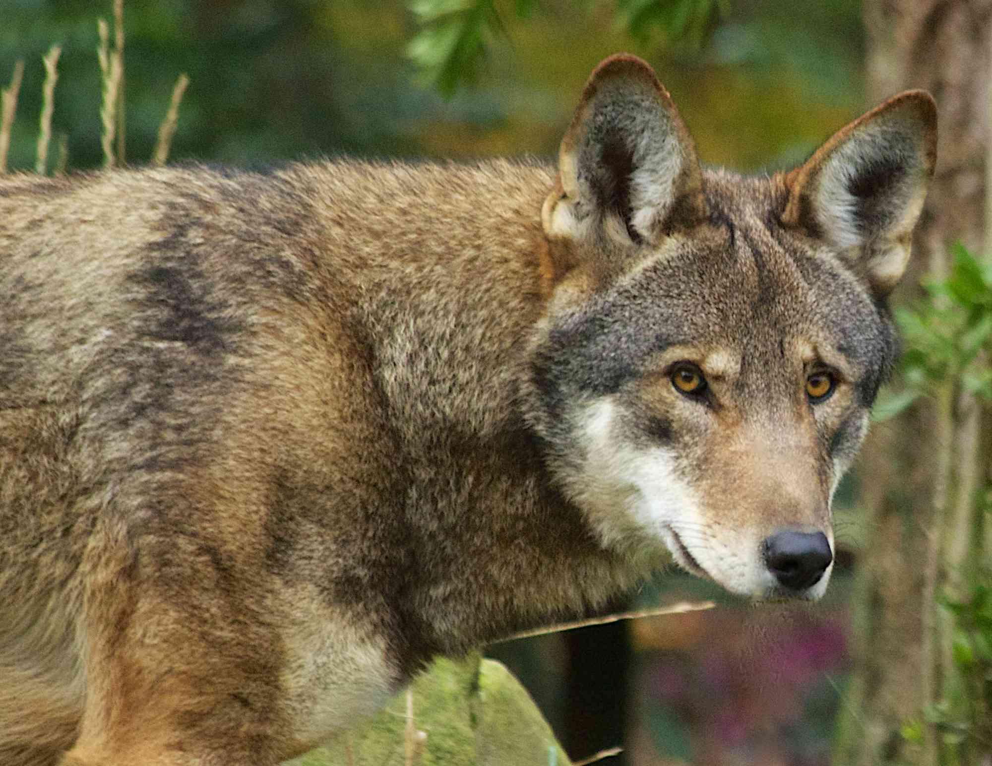 New Defenders Poll Shows American Public Overwhelmingly Supports the Endangered Species Act and Biodiversity Protection