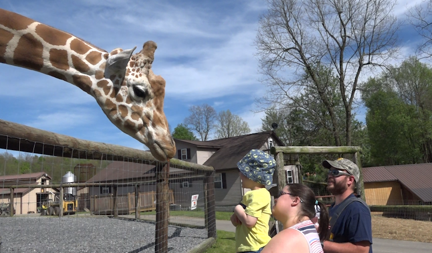 Baby giraffe born at Hovatter’s Zoo in Preston County