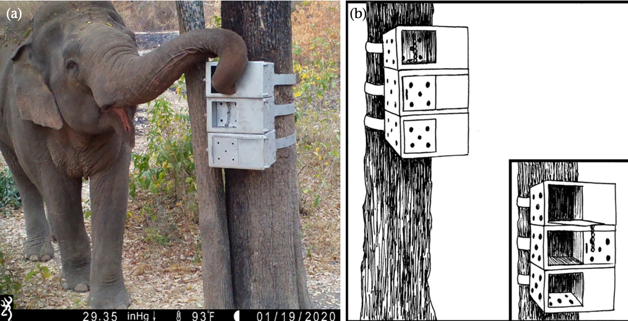 How wild elephants solve puzzles may help humans resolve wildlife conflicts