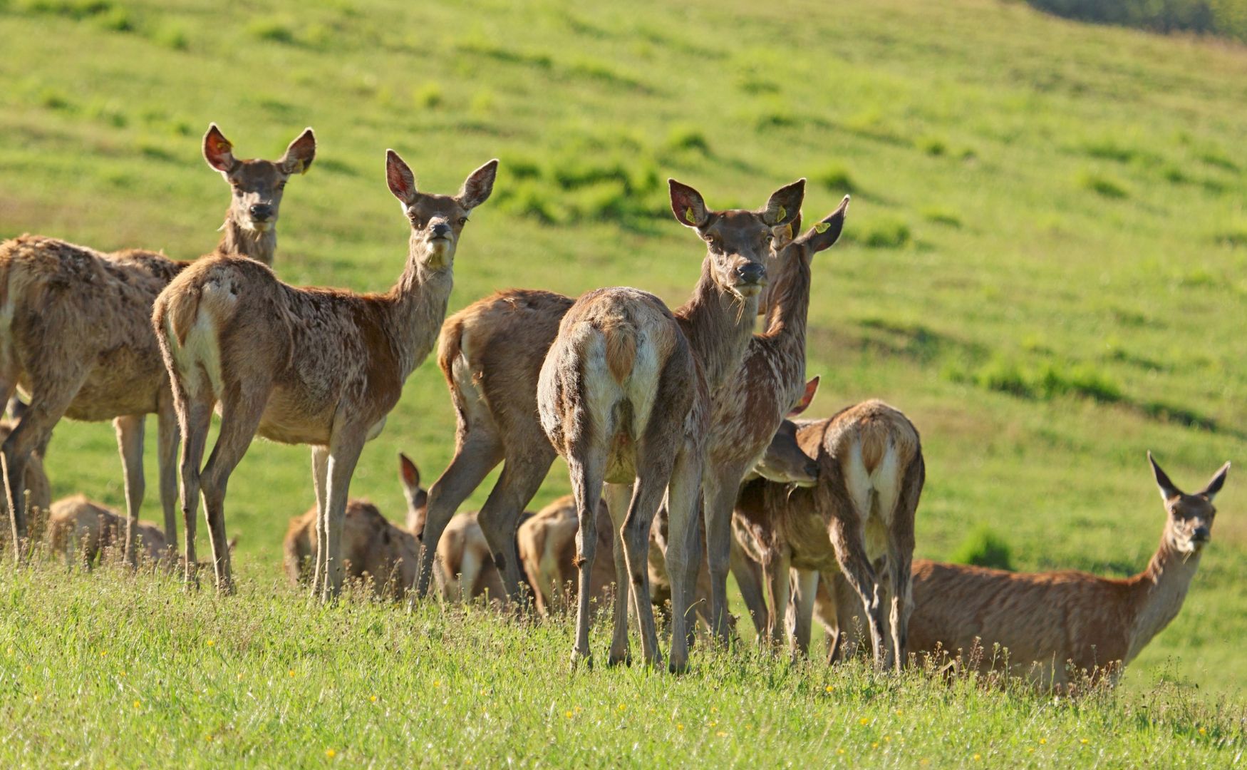 French wildlife charity to turn hunting enclosure into nature reserve