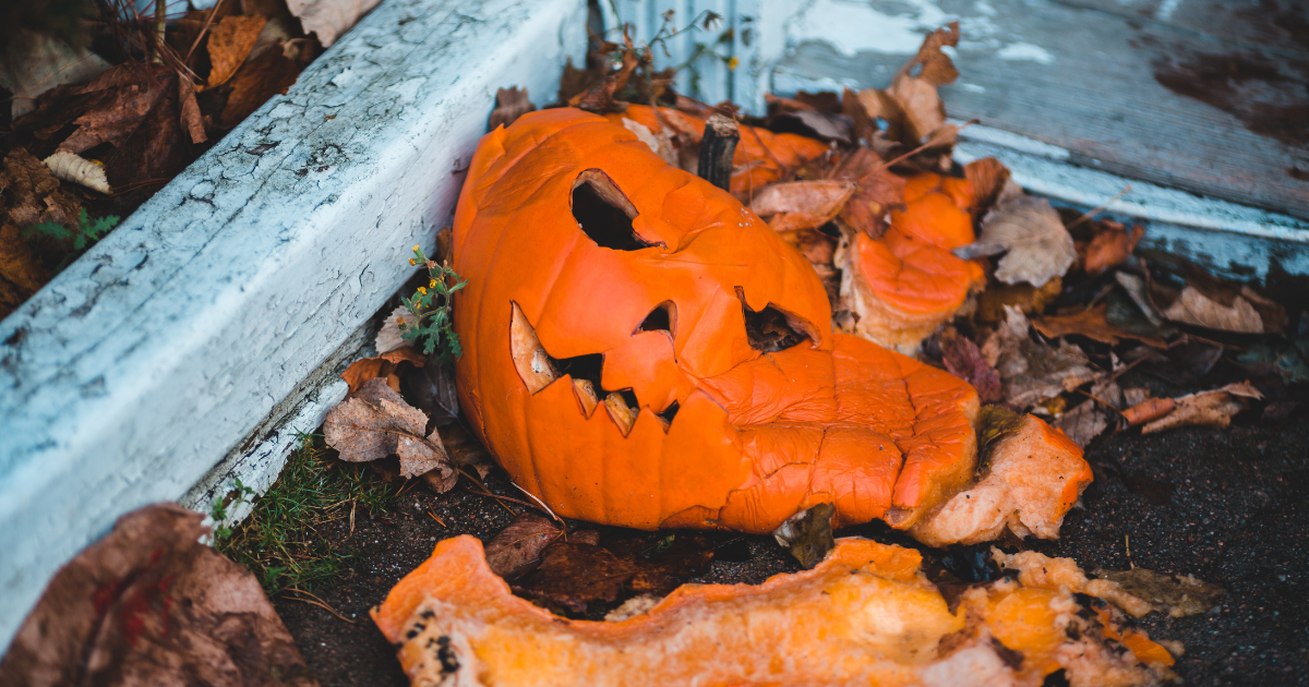 Don’t Feed Your Holiday Pumpkins to Wild Animals