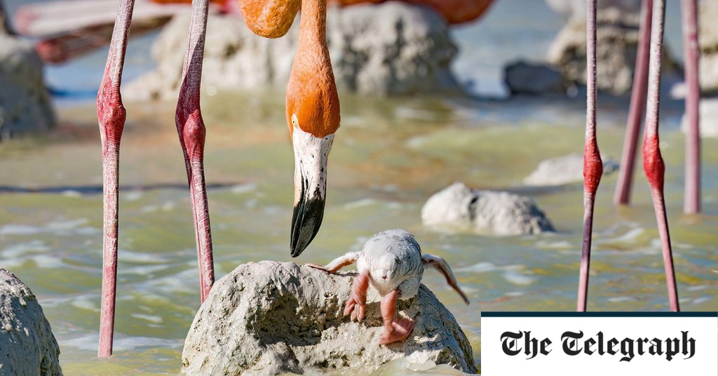 Planet Earth III, review: Attenborough is still the alpha male of natural history television