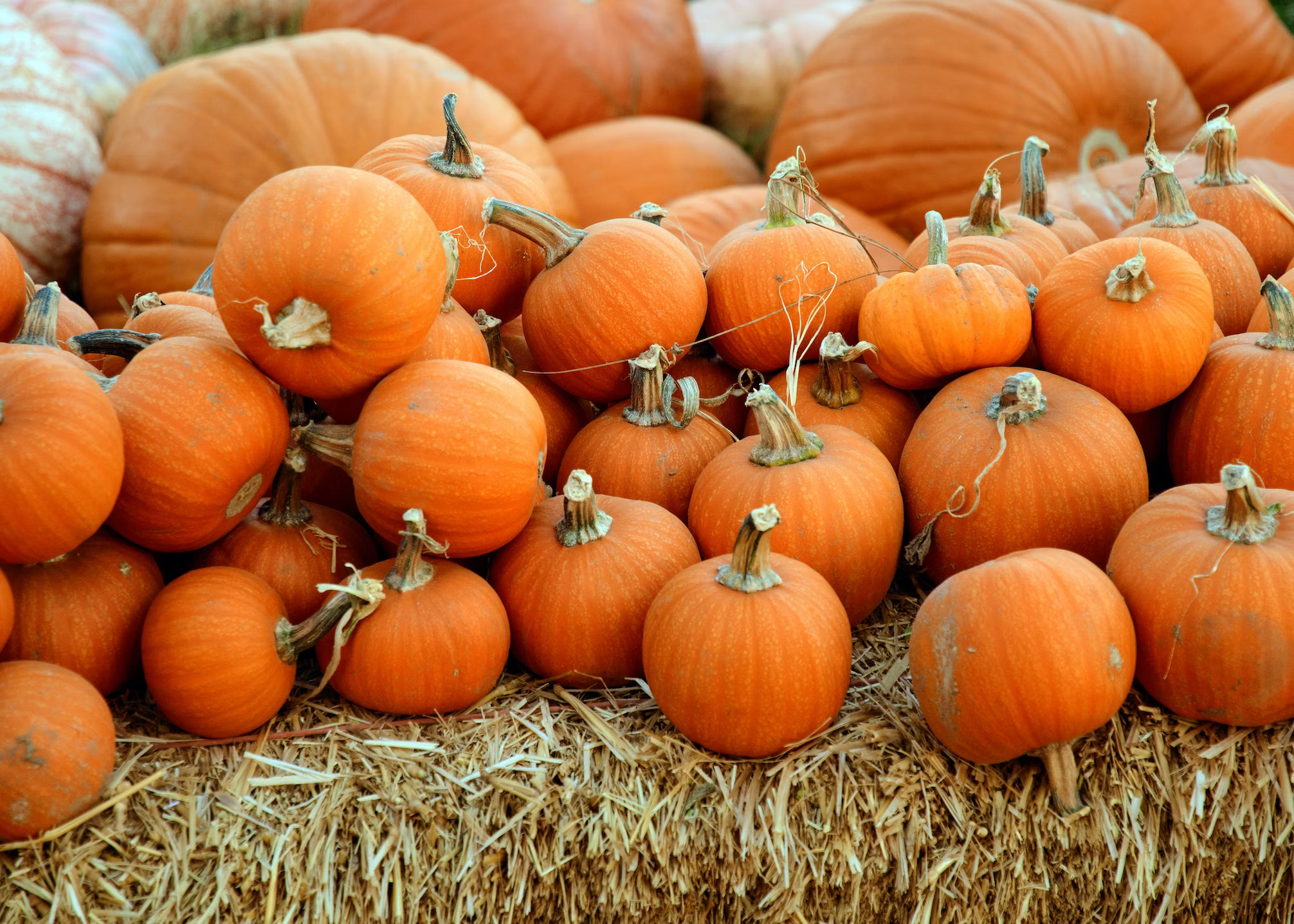 Tips to Reduce Pumpkin Waste During Halloween