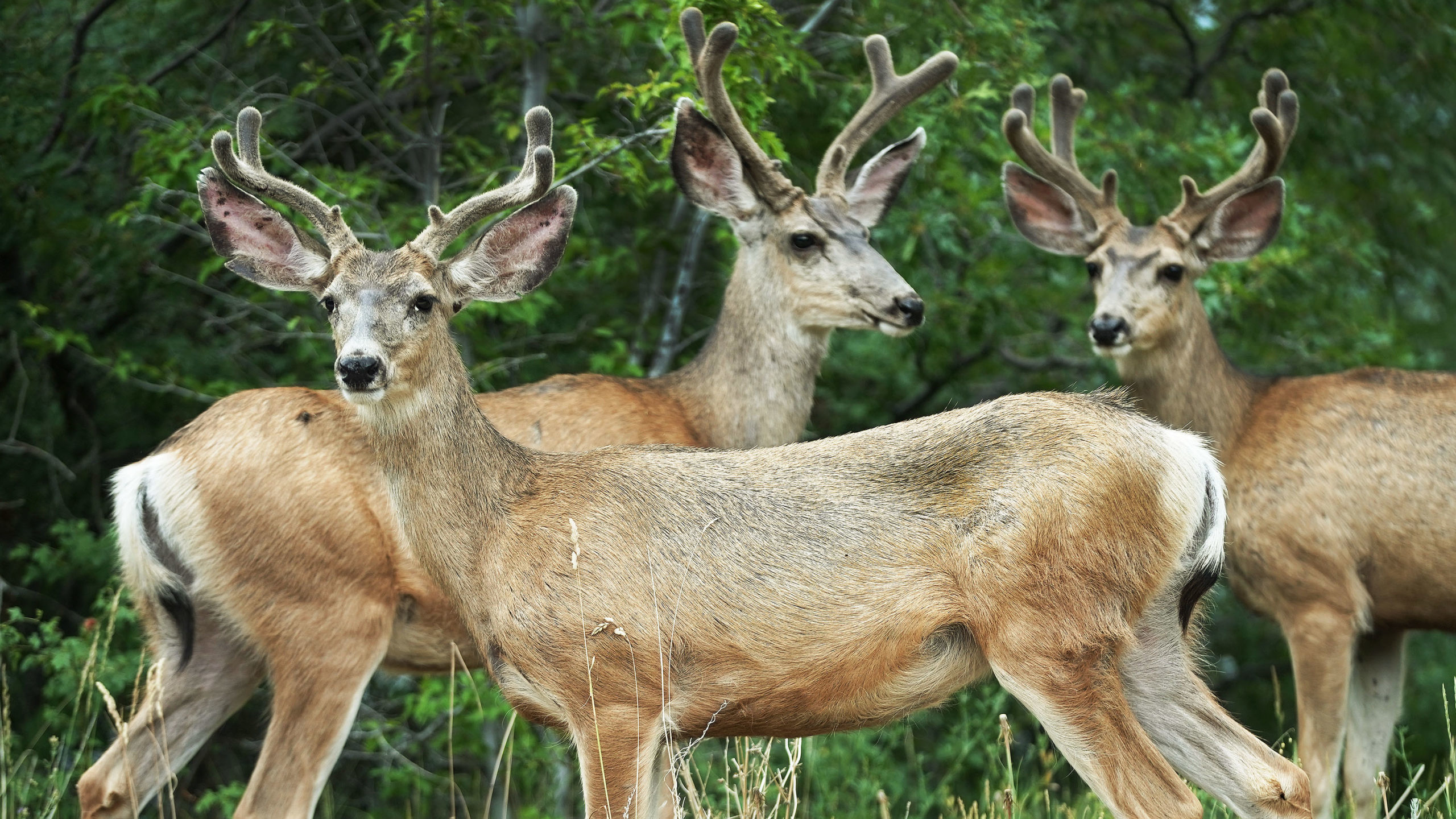 DWR reminding drivers to watch for wildlife