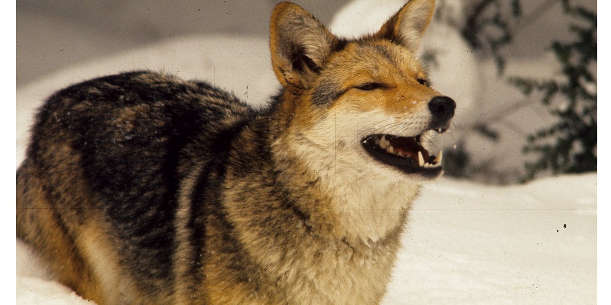 Proposed coyote, trapping rules draw hunters and wildlife advocates to Statehouse hearing