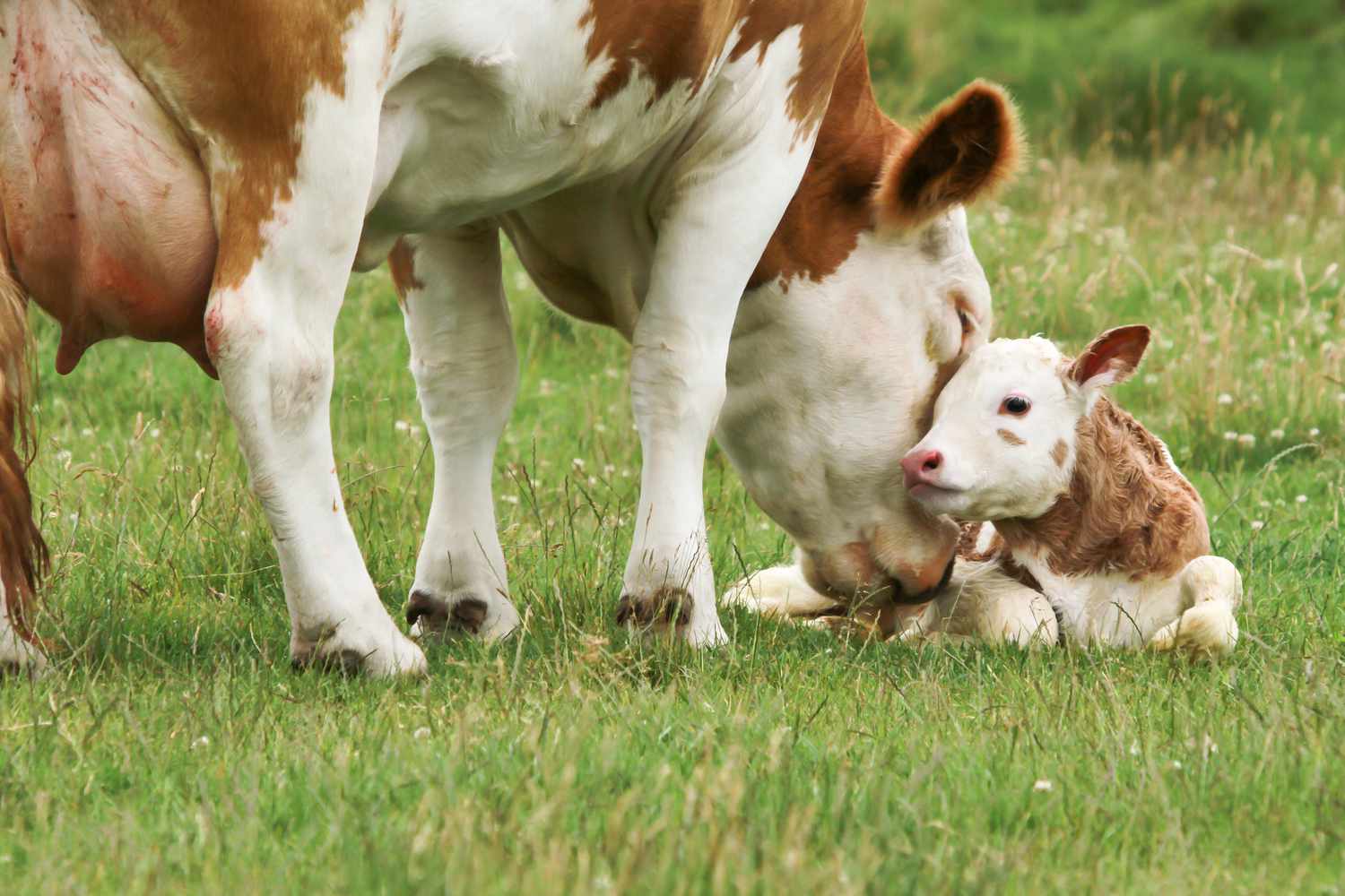 Bovine Colostrum: Nutrition and Health Benefits