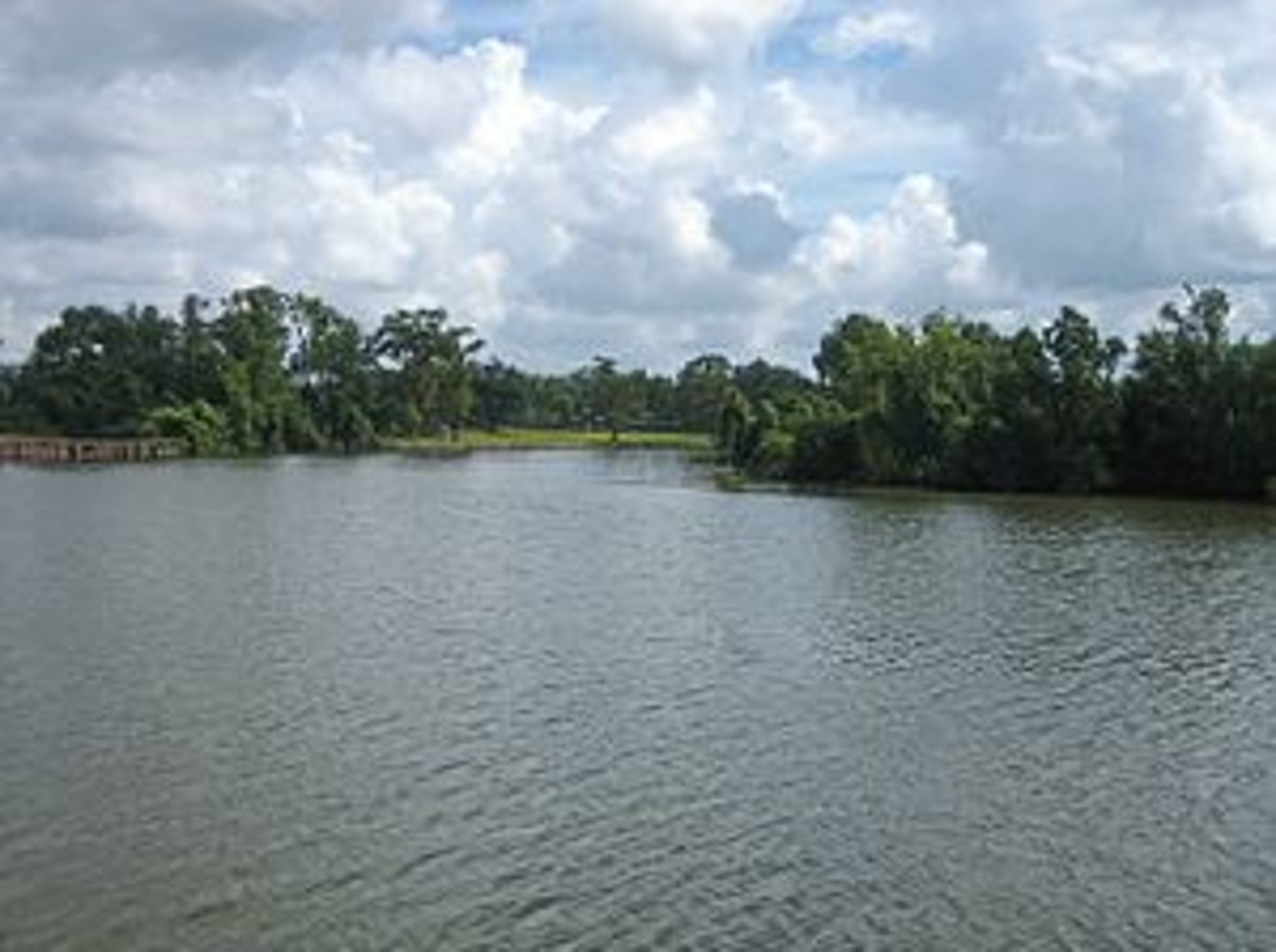 Louisiana Man Videos Extremely Rare Albino Nutria on Vermilion River