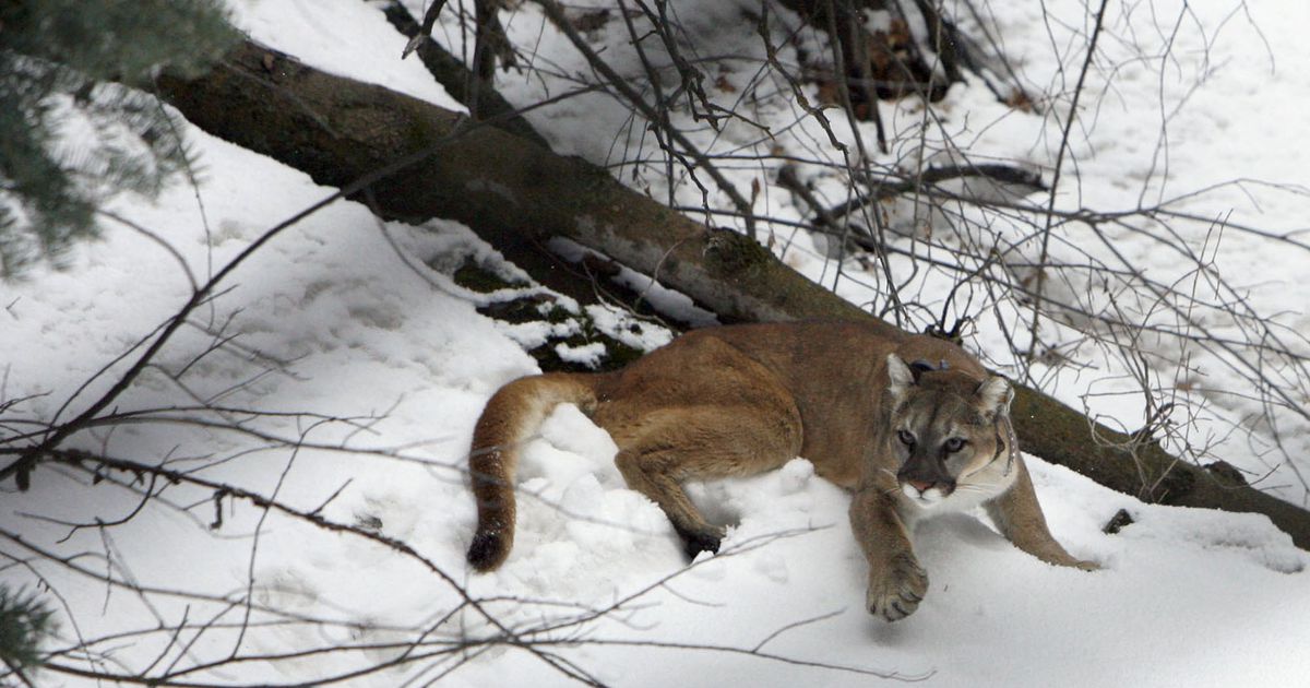 Utah’s mountain lions could vanish in three years, lawsuit claims