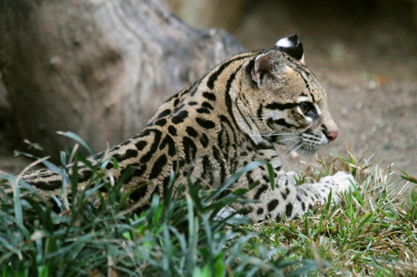 Why the Dallas Zoo was given a fur coat made from endangered ocelots