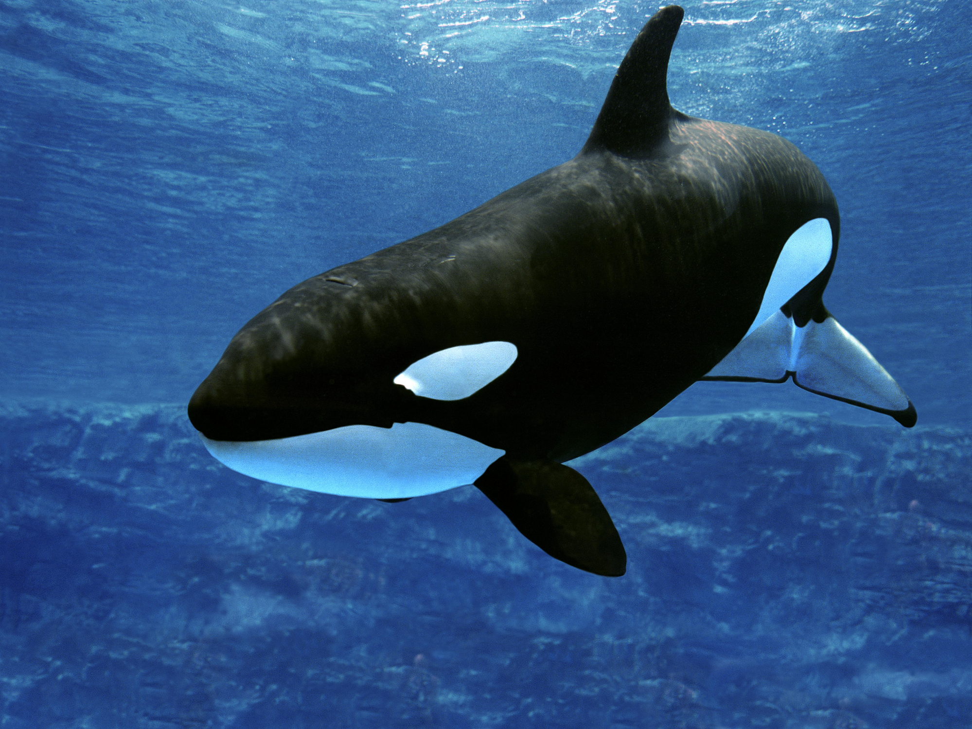 Why are killer whales attacking boats?