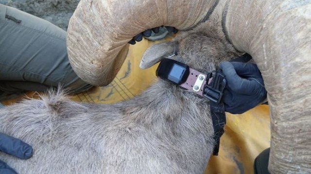 Wondering What Drives The Decision To Use Wildlife Collars