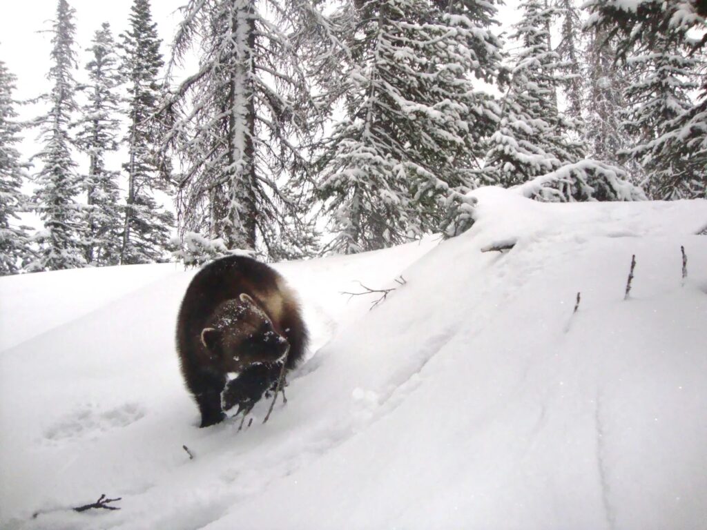 Endangered Species Act protections for wolverines likely imminent