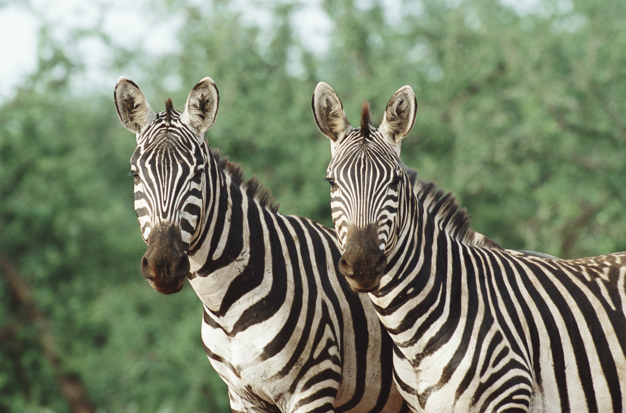 Exotic Wildlife Seller Found Not Guilty of Animal Cruelty After Zebras Escaped