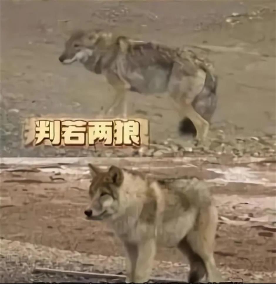 Internet-famous beggar wolf raises concerns among wildlife experts in Hoh Xil