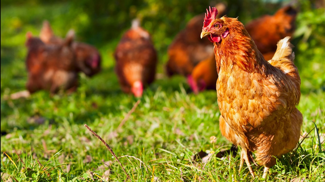 Lancaster county poultry farms receive funding for conservation efforts