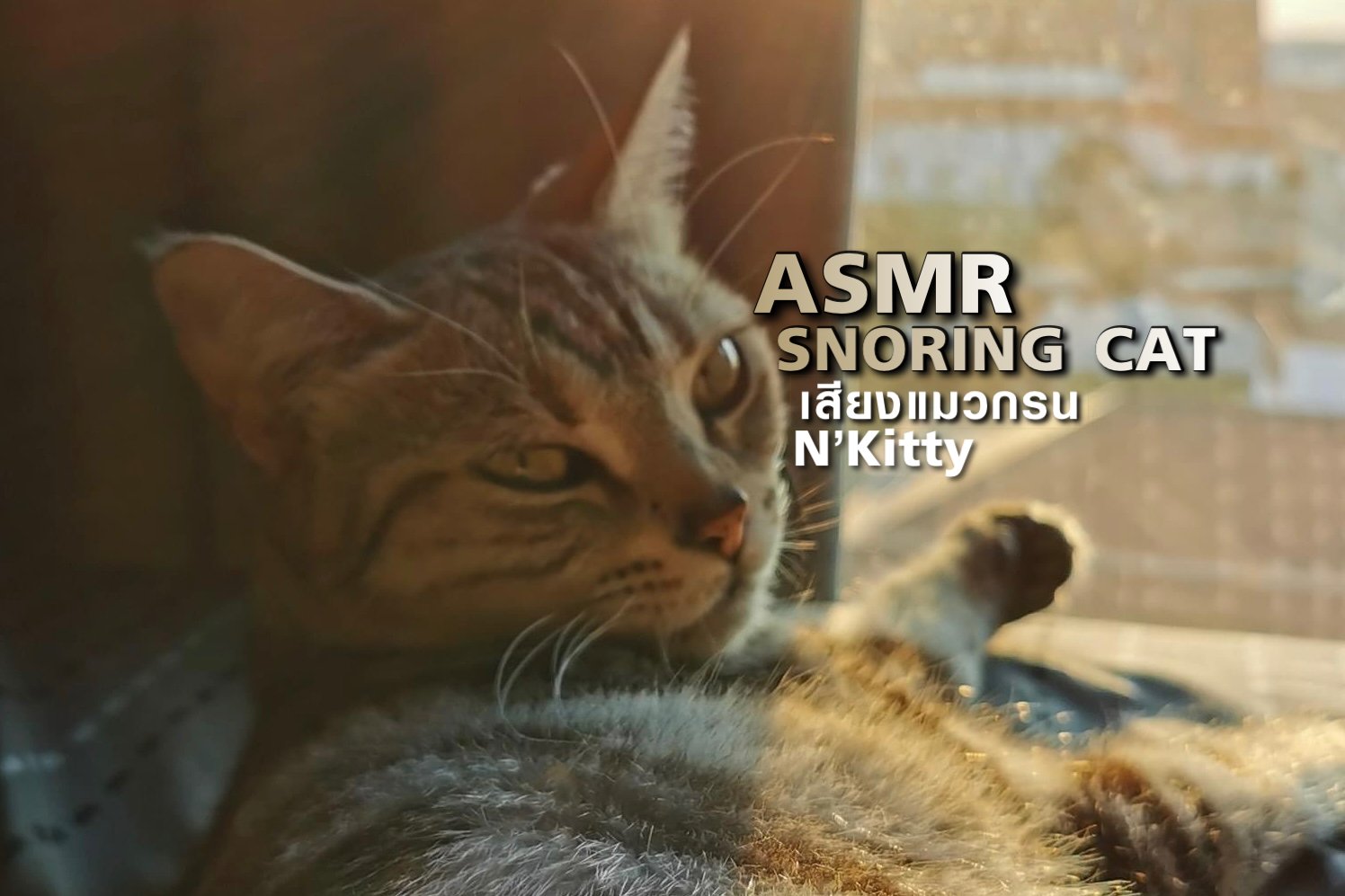 ASMR SNORING CAT ME เสียงแมวกรน กล่อมนอน มีคลิป