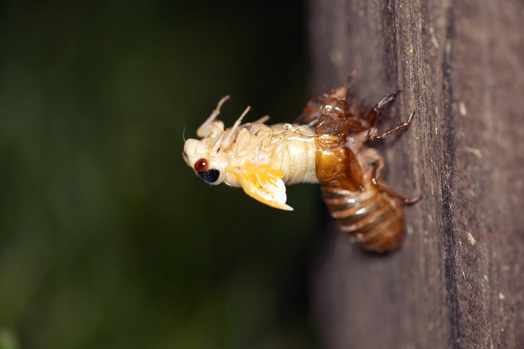 Cicadas Are ‘Little Hamburgers Falling From The Sky,’ Disrupting The Food Web Every 17 Years