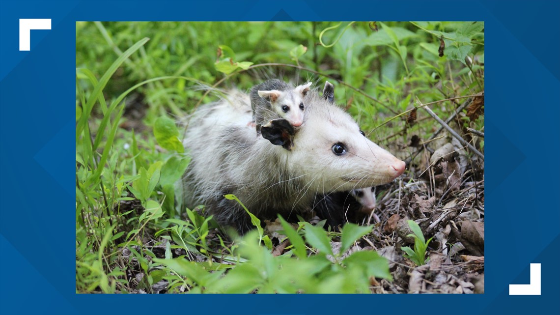 Township tells West Shore Wildlife Center to relocate by end of 2023; fundraising effort launched