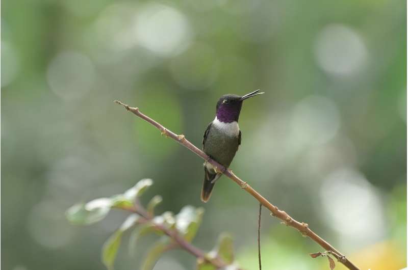 To find out how wildlife is doing, scientists try listening