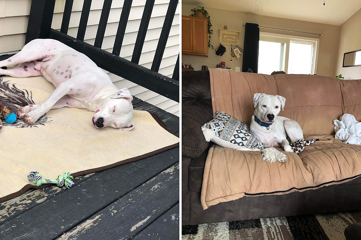 Sweet Dog Finds Forever Home After Nearly Two Years in Maine Shelter