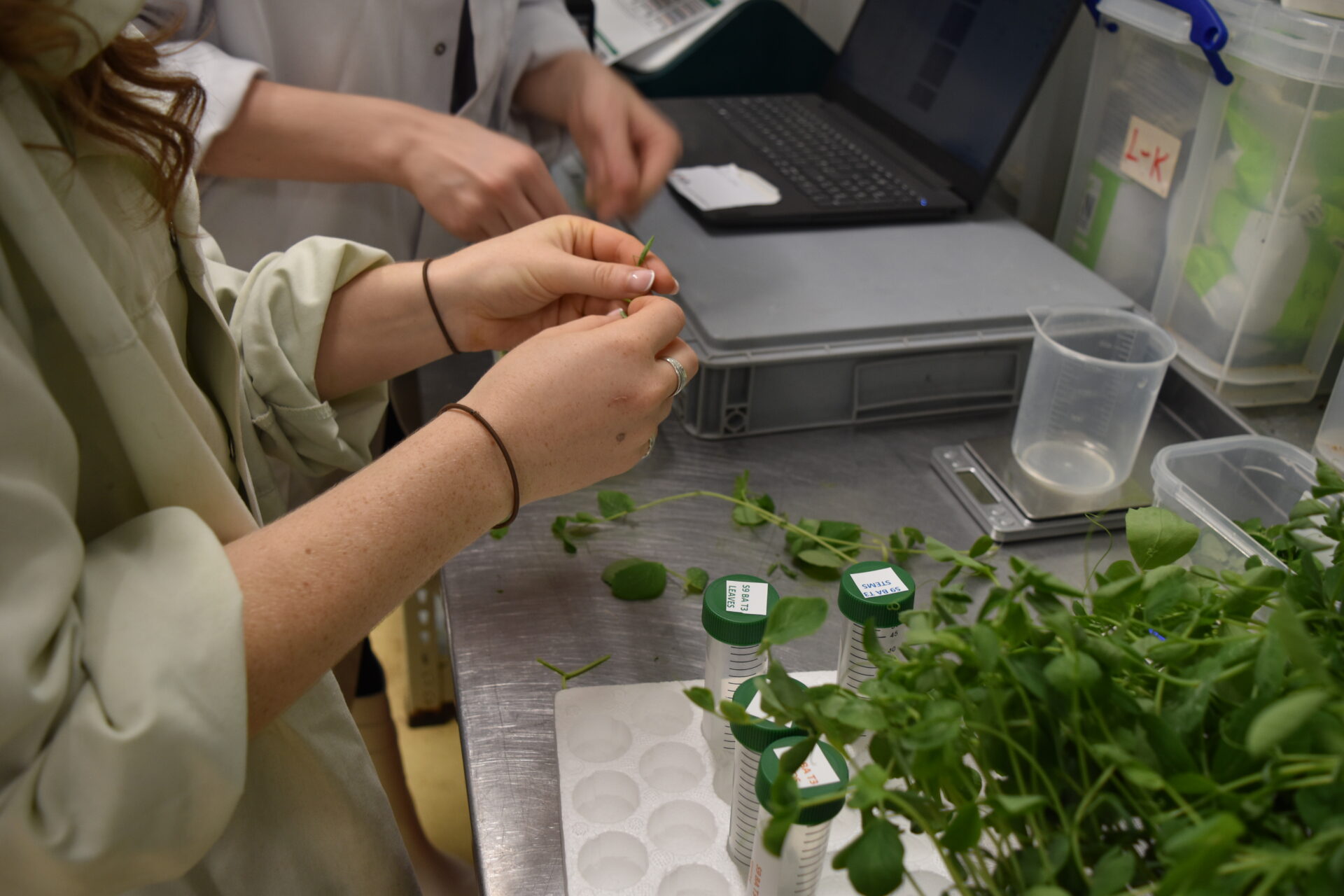 New research targets malnutrition with biofortified pea shoots grown with aeroponics