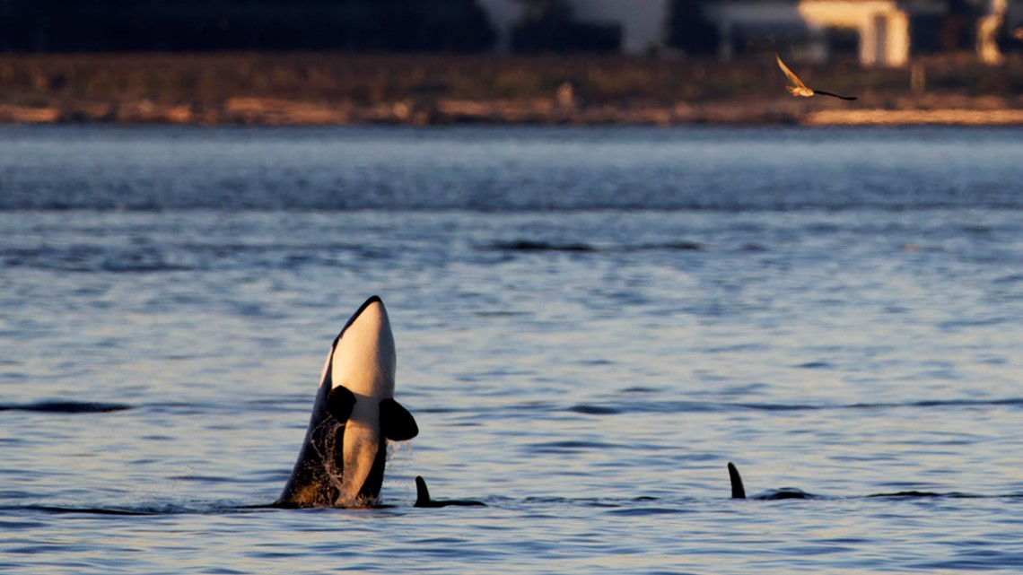 In Seattle, phones ding. Killer whales could be close