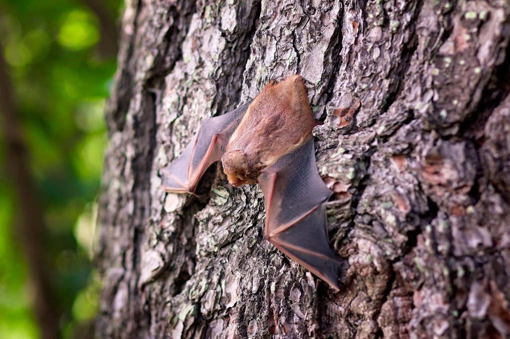 DEC urges caution around endangered bats