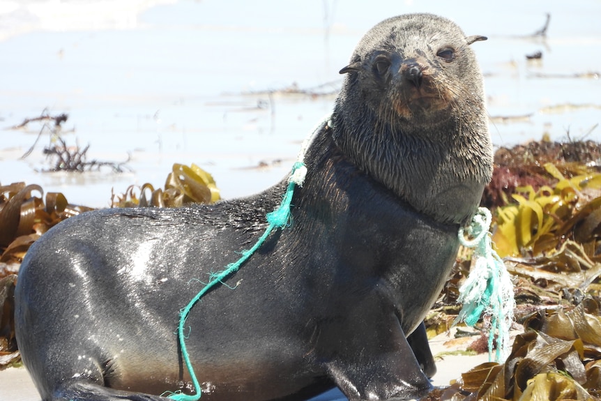 Wildlife rangers urge public to be responsible with waste after seal freed from rope