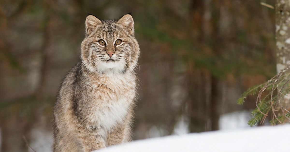 Biodiversity in Vermont