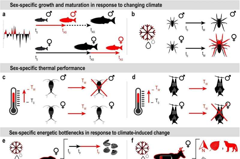 Climate change’s impacts on wildlife can vary by sex