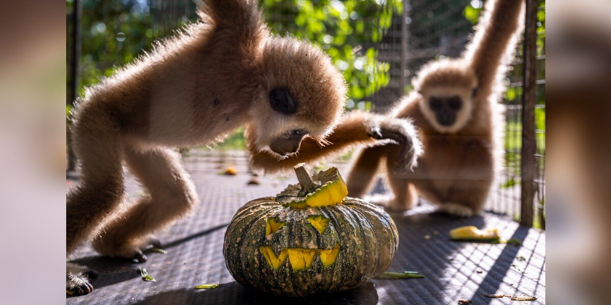 Cameras Catch Rescued Wild Animals Celebrating Halloween With Jack O’Lanterns