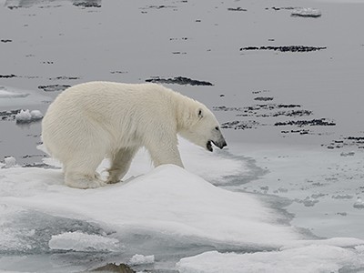 Where is the strongest research focus on the environment?