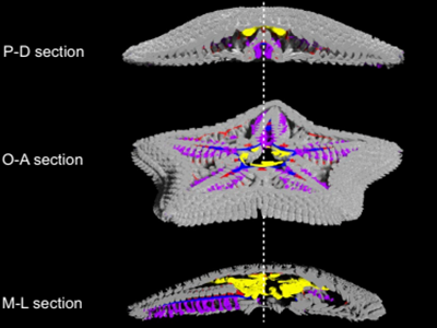 How would a starfish wear trousers? Science has an answer