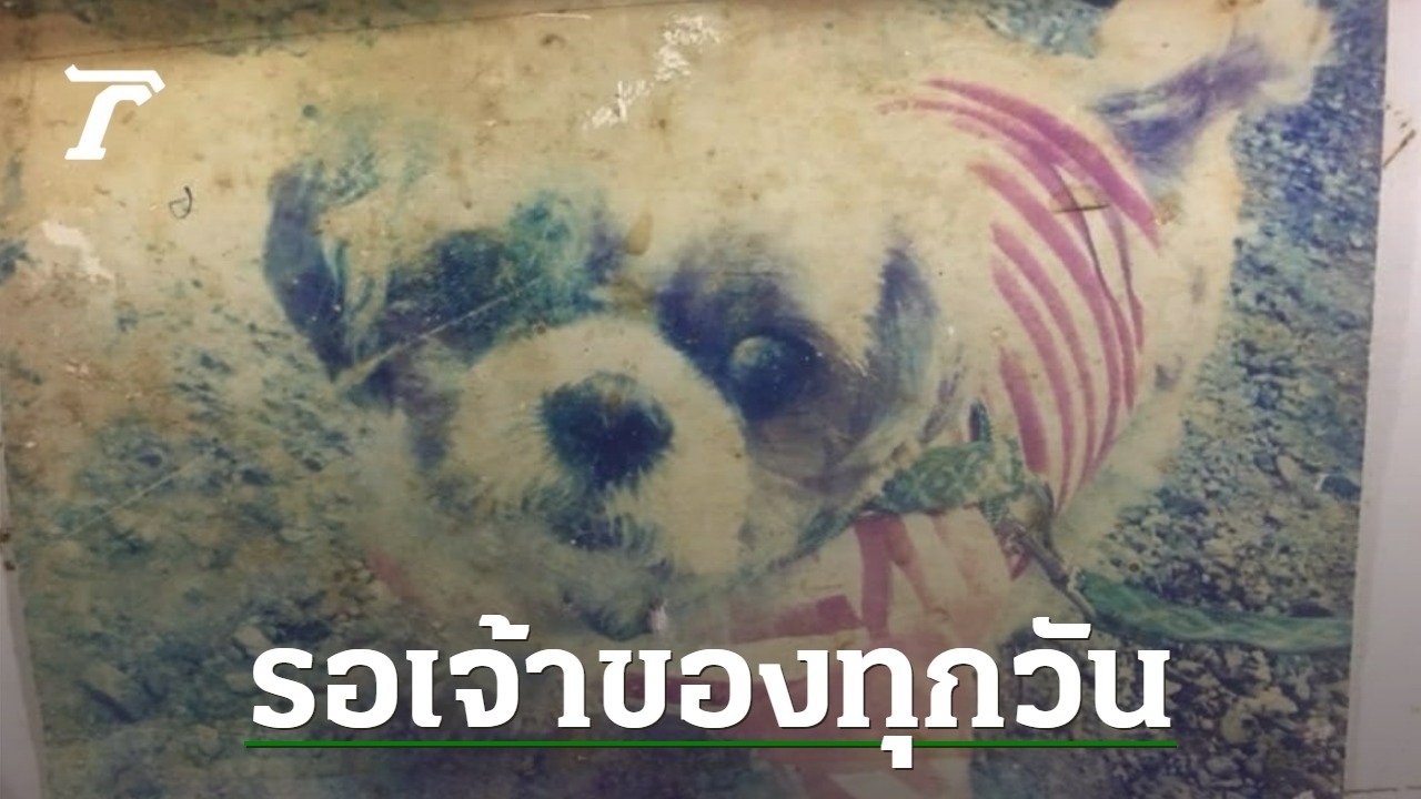 ชีวิตแสนเศร้า “พี่ดาโน่” สุนัขชิสุ ที่ถูกเจ้าของทิ้งไว้ จนหมดลมหายใจในคลินิก