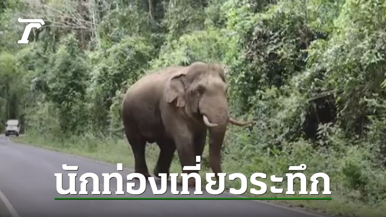 ระทึก “พลายงาทอง” โผล่ขวางทาง นทท.-ถอยรถหนีวุ่น จนท.เตือนตกมัน