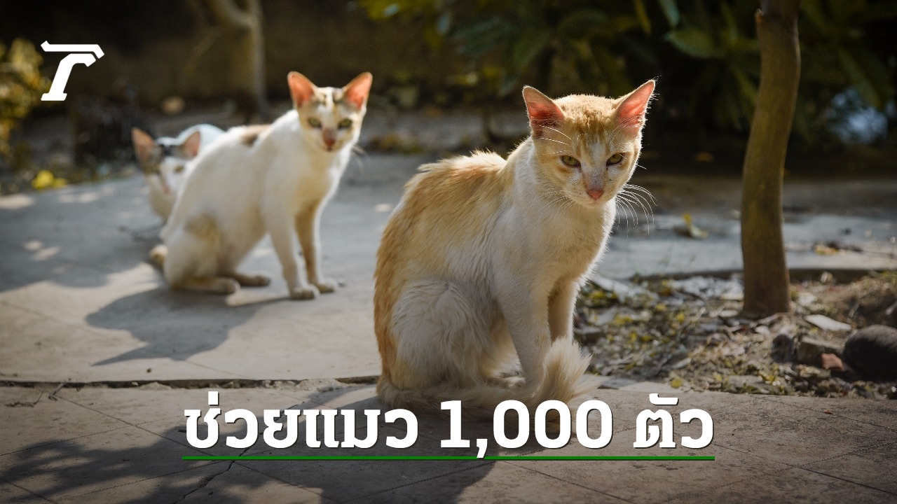 ตำรวจจีนช่วยแมว 1,000 ตัว ขณะถูกส่งไปฆ่า หลอกขายเป็นเนื้อหมู