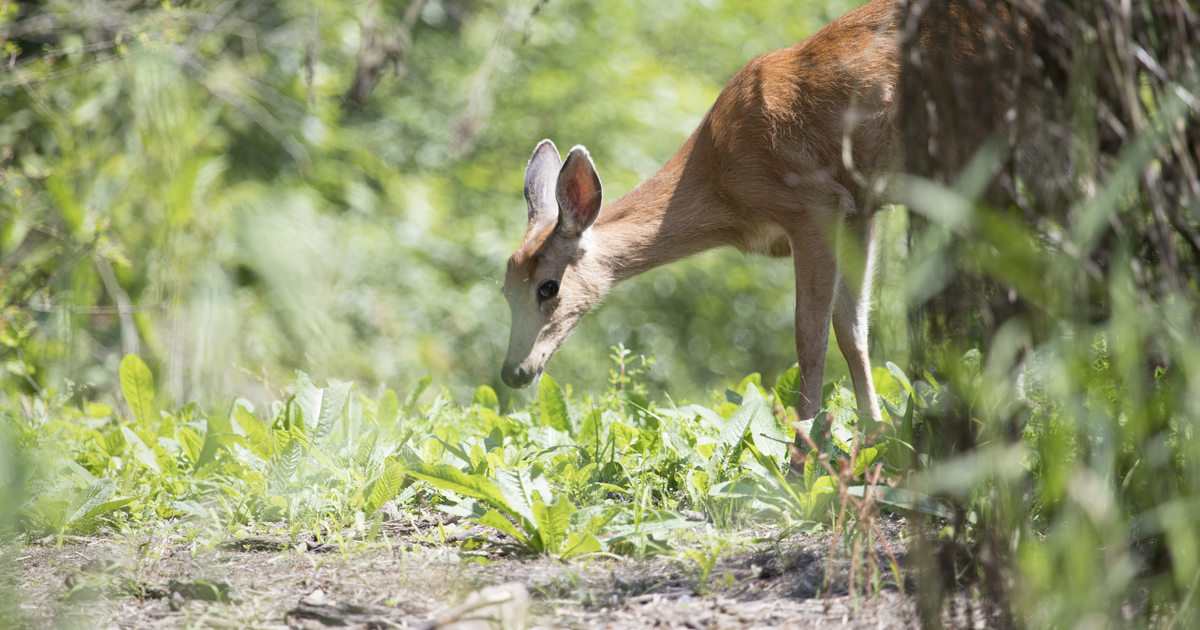 Learn wildlife-safe ways to dispose of your pumpkin decorations