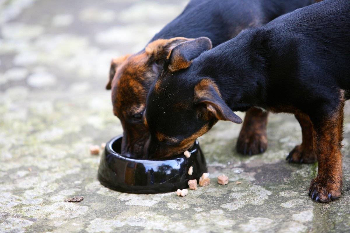 Dog owners in five states warned after new pet food recall