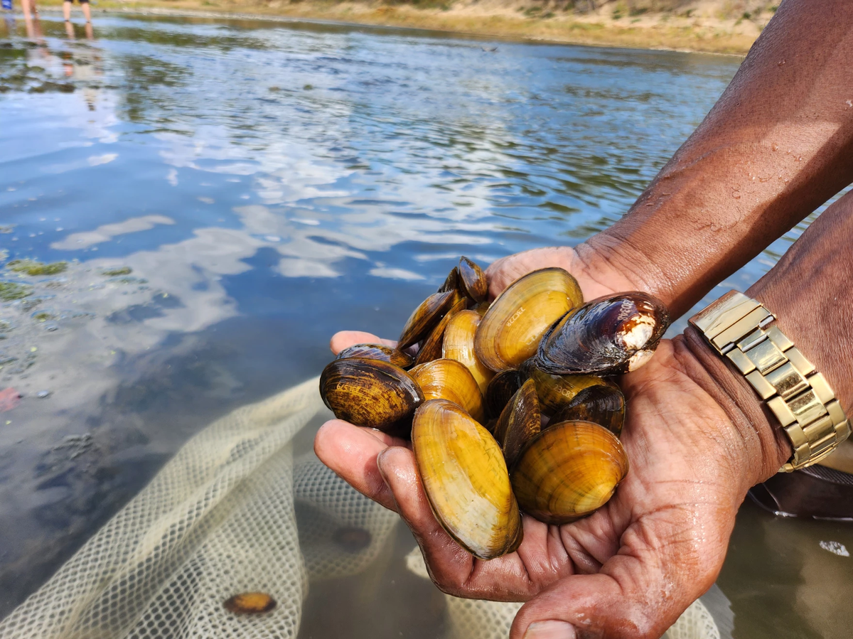 The Kansas Wildlife department grew its own mussels. Now, it’s putting them back where they belong.