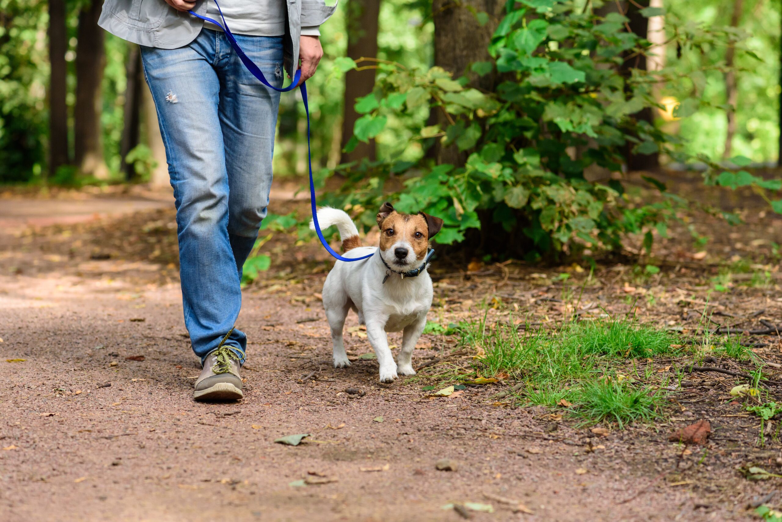 The role of wildlife in the expansion of tick populations in eastern North America