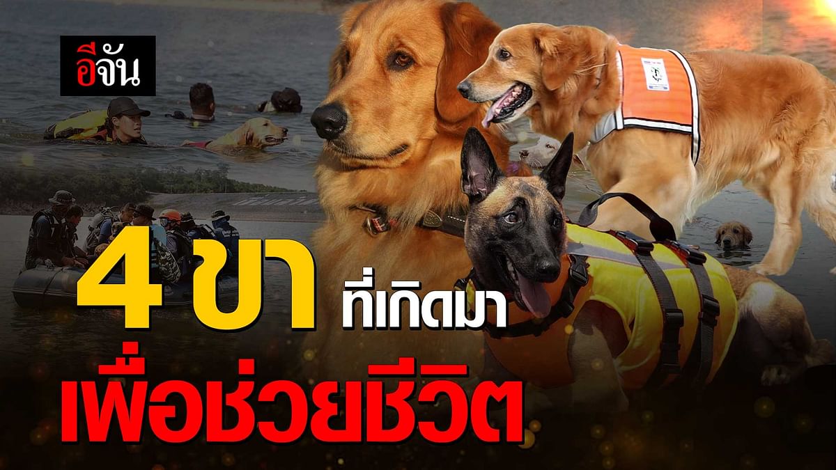 🎬 สุนัข K-9 สัตว์ 4 ขา ที่เกิดมาเพื่อช่วยชีวิต