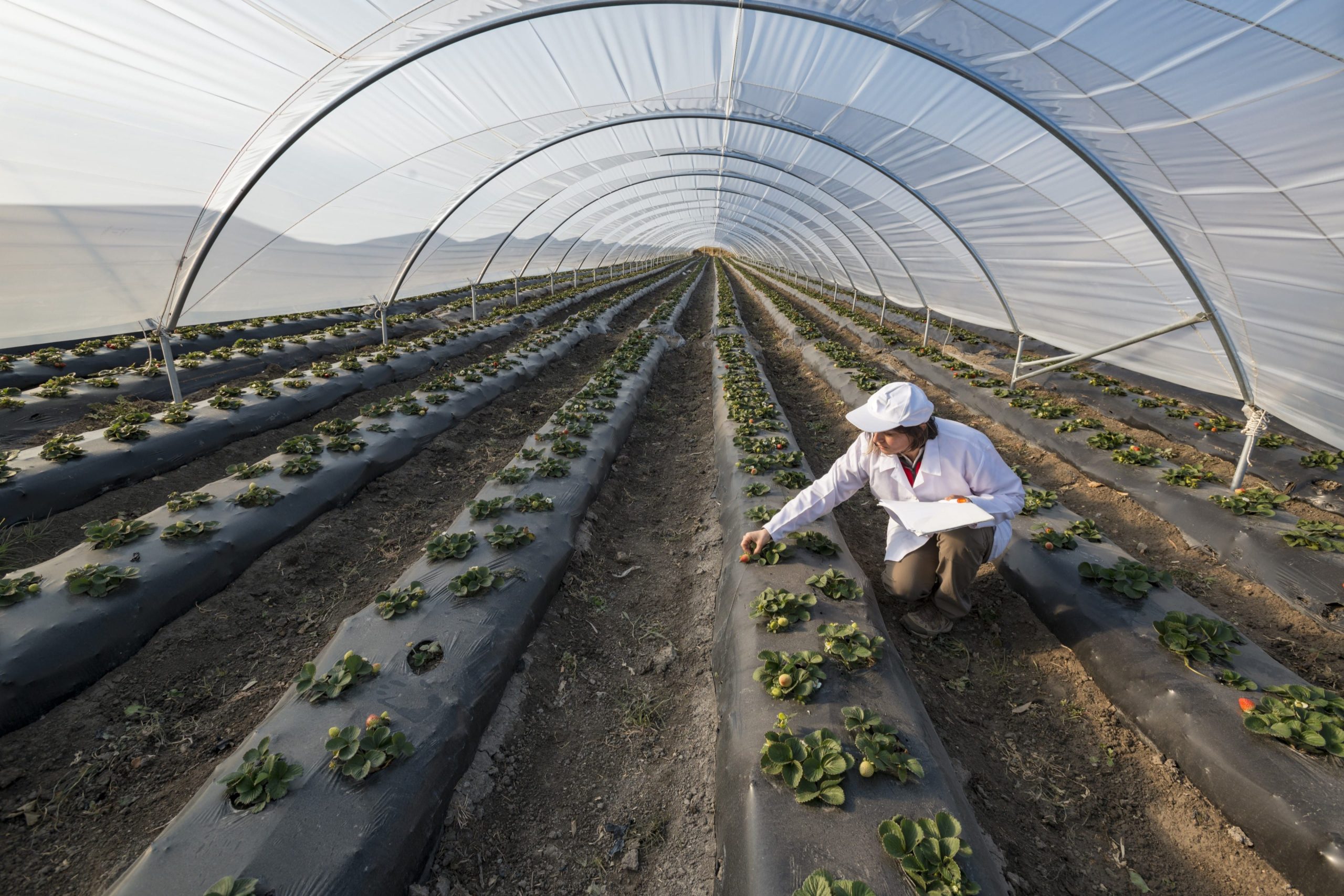 Unlocking Agricultural Potential with Geospatial Technology